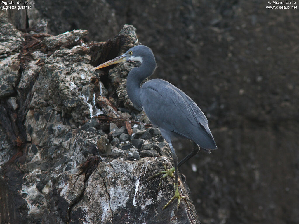 Western Reef Heronadult