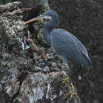 Aigrette des récifs