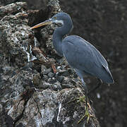 Western Reef Heron