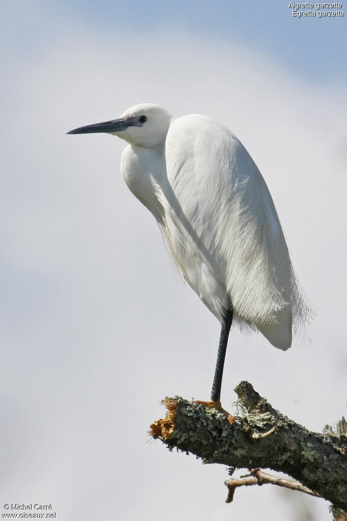 Little Egretadult