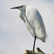 Little Egret