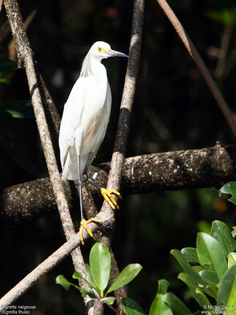 Aigrette neigeuseadulte