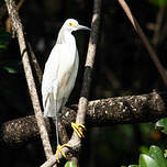 Aigrette neigeuse