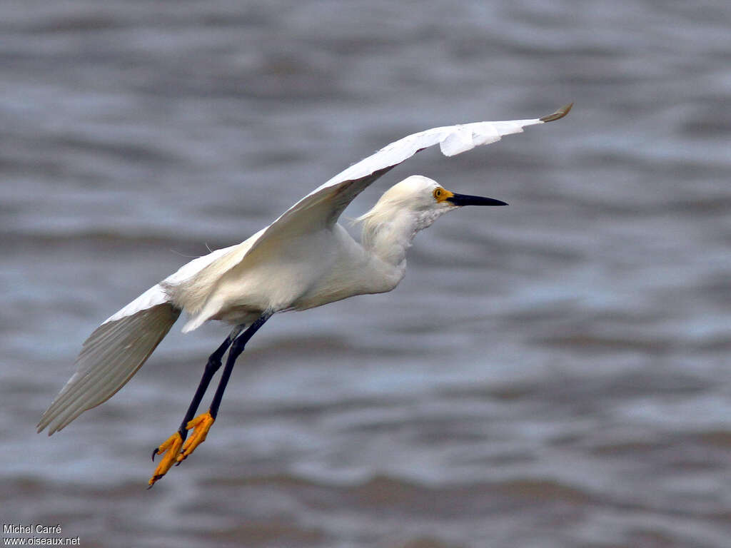 Snowy Egretadult, Flight