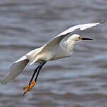 Aigrette neigeuse