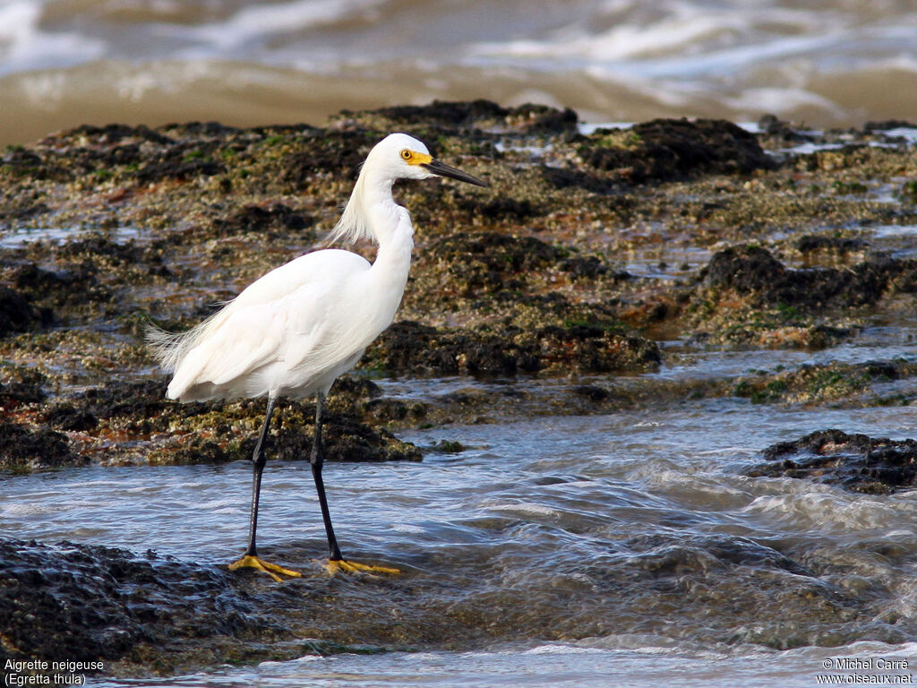 Aigrette neigeuseadulte