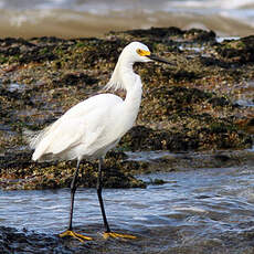 Aigrette neigeuse