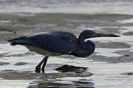 Tricolored Heron