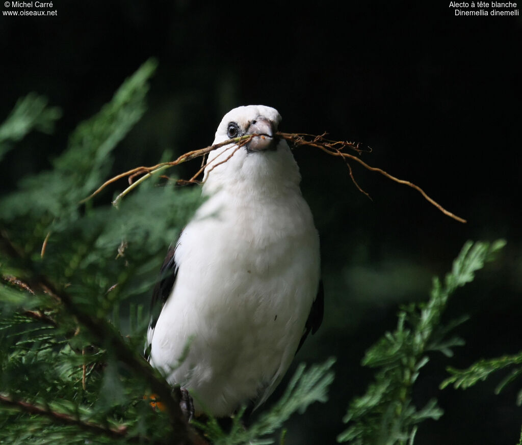 White-headed Buffalo Weaveradult