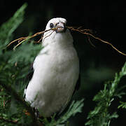 White-headed Buffalo Weaver