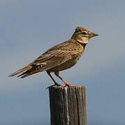 Calandra Lark