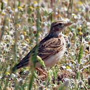 Greater Short-toed Lark