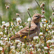 Greater Short-toed Lark