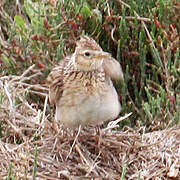 Eurasian Skylark