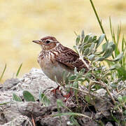 Eurasian Skylark