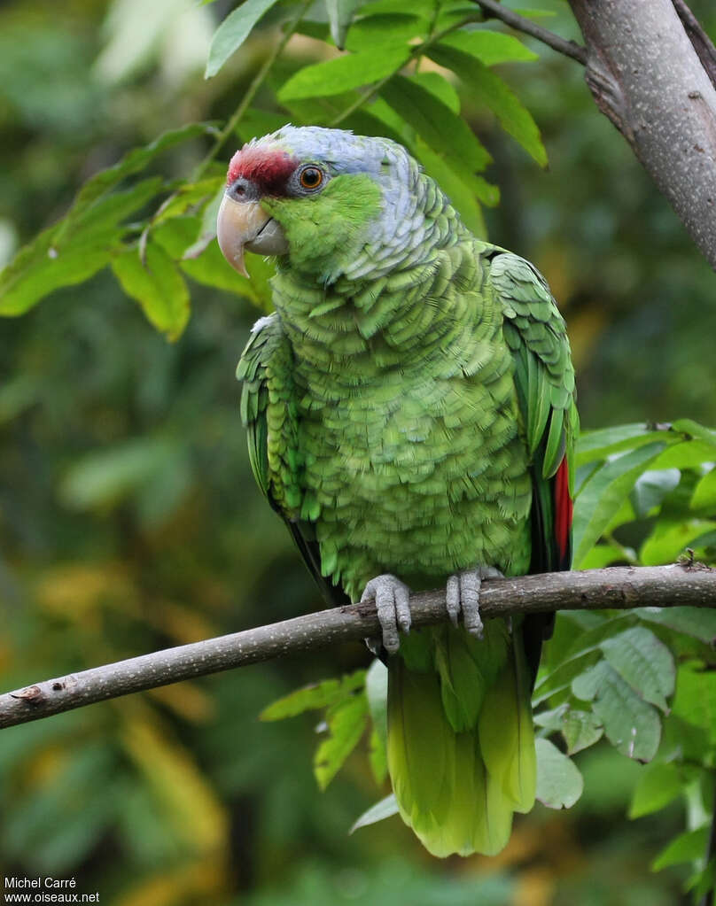 Amazone à couronne lilasadulte, identification