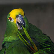 Yellow-crowned Amazon