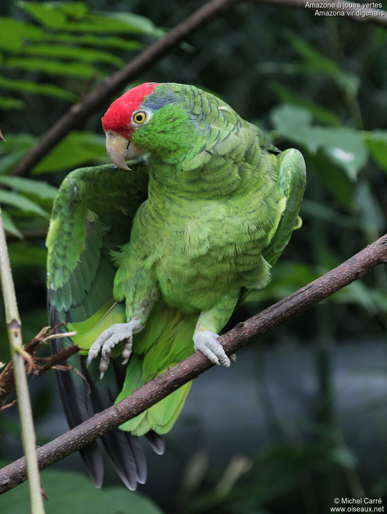 Red-crowned Amazonadult, identification