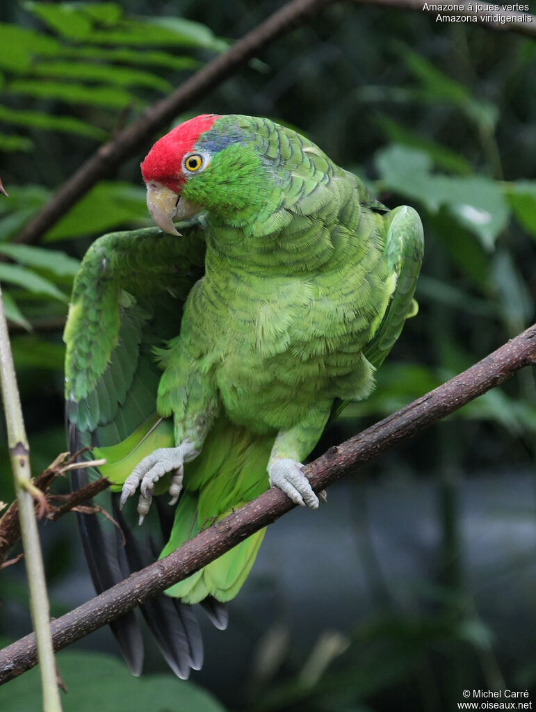 Amazone à joues vertesadulte, identification