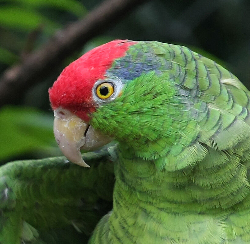 Red-crowned Amazonadult, close-up portrait