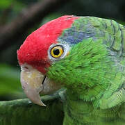 Red-crowned Amazon