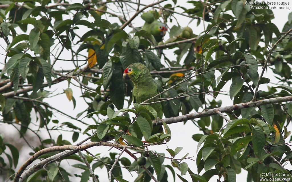 Amazone à lores rougesadulte