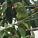 Amazone à lores rouges