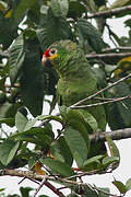 Amazone à lores rouges