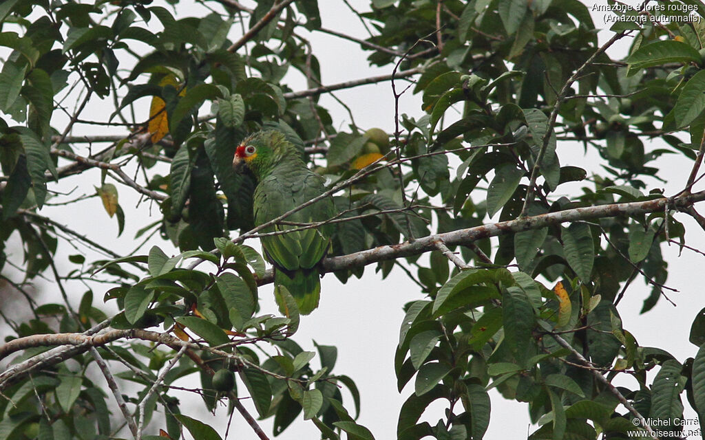 Amazone à lores rougesadulte