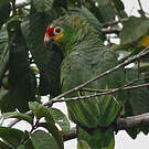 Amazone à lores rouges