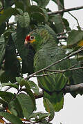 Red-lored Amazon