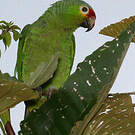 Amazone à lores rouges