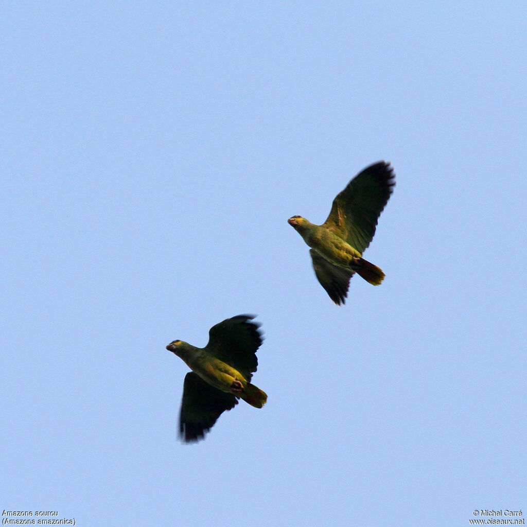 Orange-winged Amazon