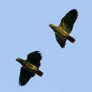 Orange-winged Amazon