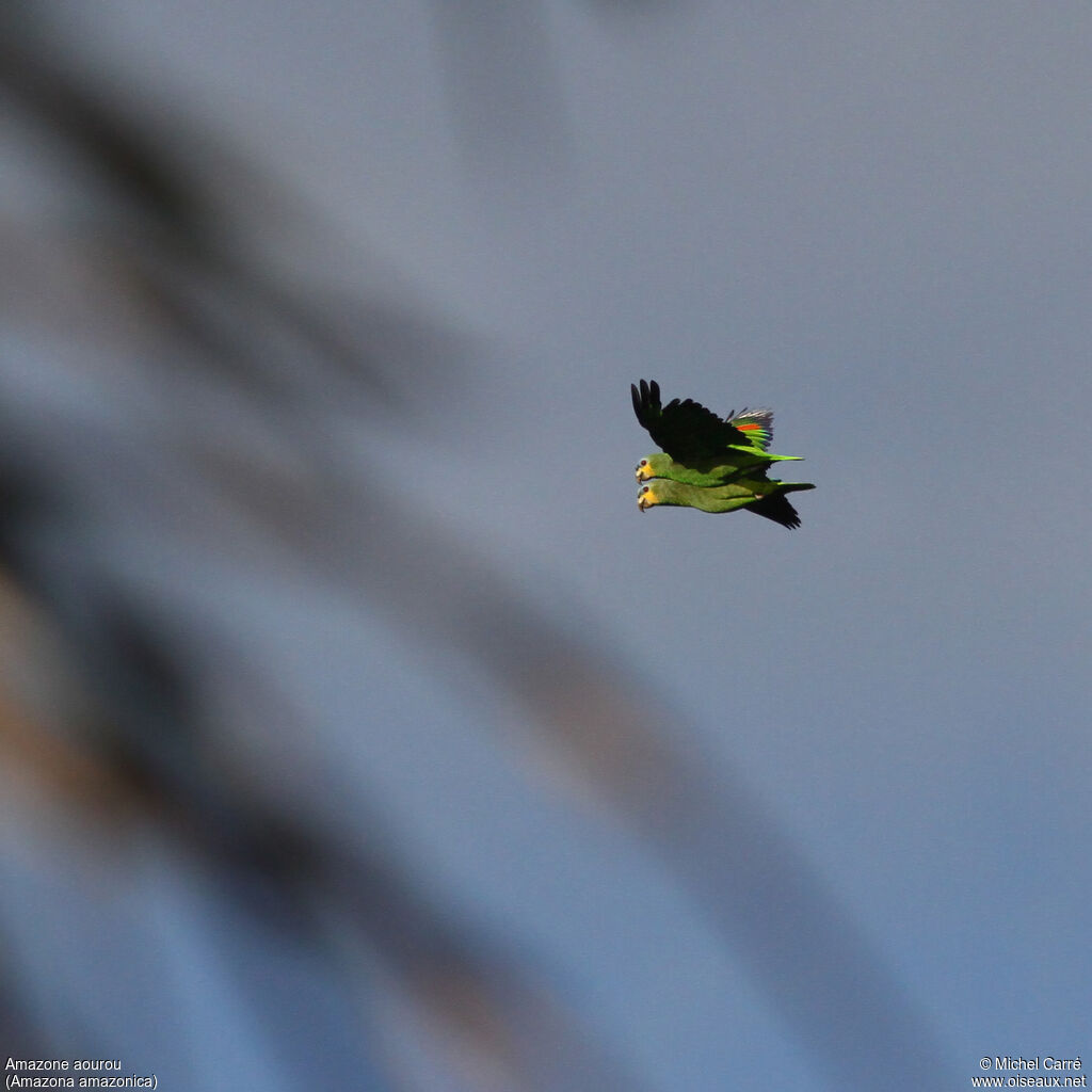 Orange-winged Amazon