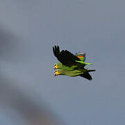 Orange-winged Amazon