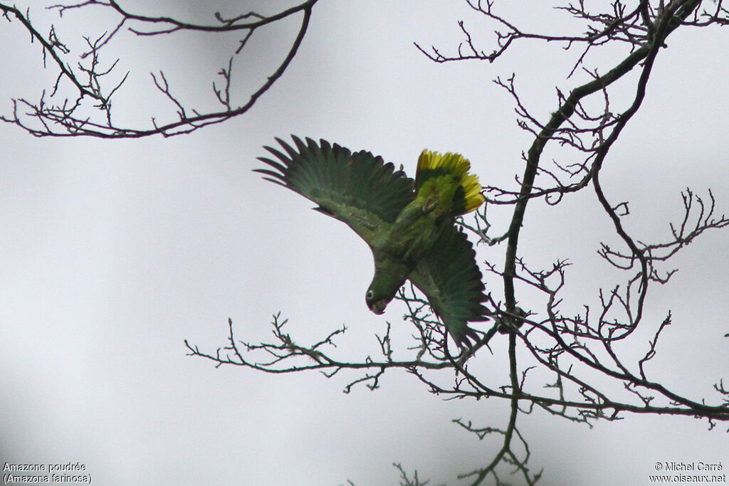 Southern Mealy Amazon