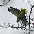 Amazone poudrée