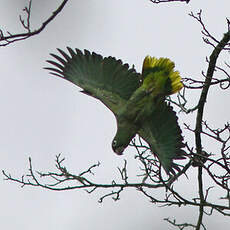 Amazone poudrée