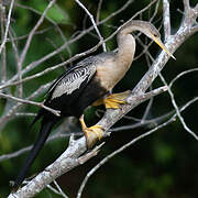 Anhinga