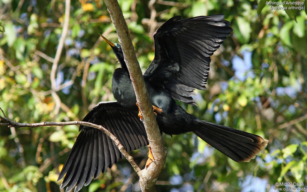 Anhinga male adult