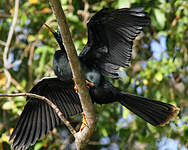 Anhinga d'Amérique