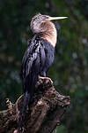 Anhinga d'Amérique