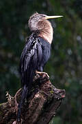 Anhinga
