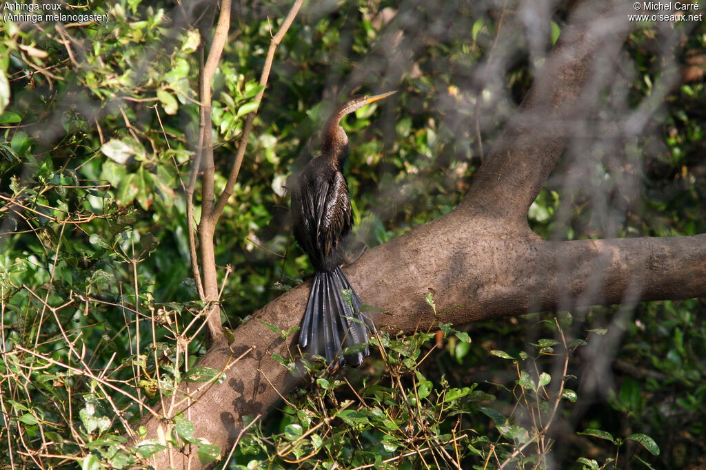 Anhinga rouxadulte