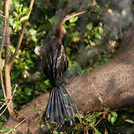 Anhinga roux