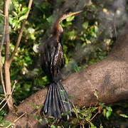 Anhinga roux