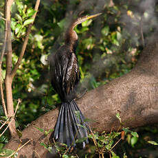 Anhinga roux