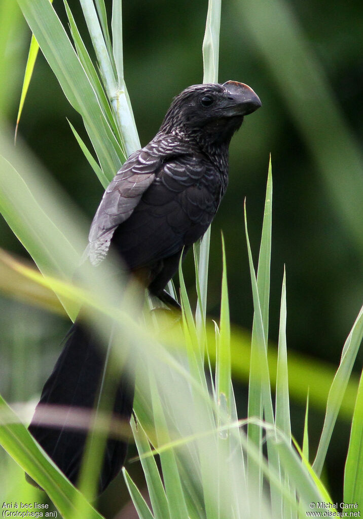 Smooth-billed Aniadult