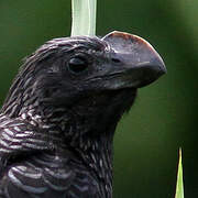 Smooth-billed Ani